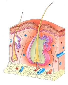 Anatomy of human hair